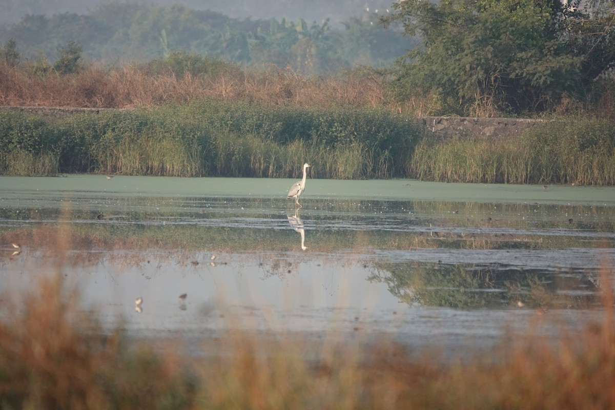 Gri Balıkçıl - ML646681671