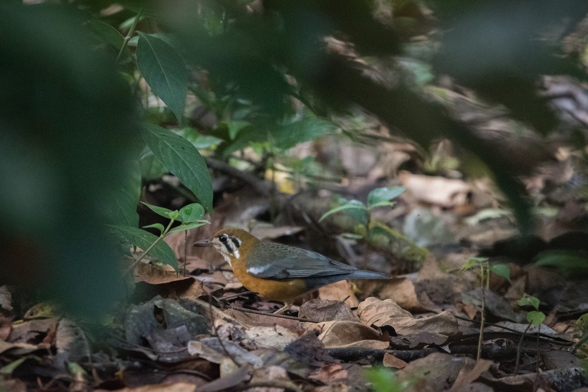 Turuncu Başlı Ardıç - ML646681672