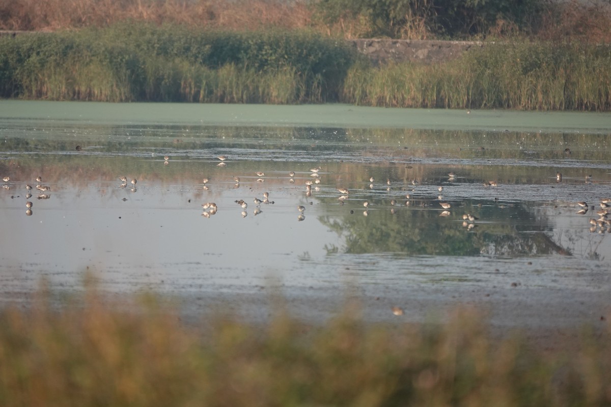 ヨーロッパトウネン - ML646681674