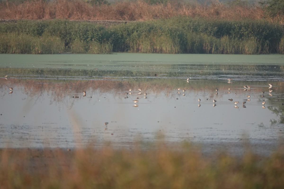 ヨーロッパトウネン - ML646681675