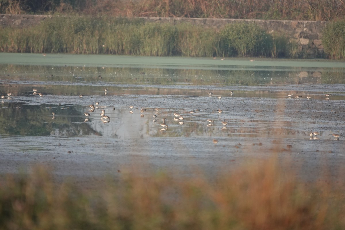 ヨーロッパトウネン - ML646681676