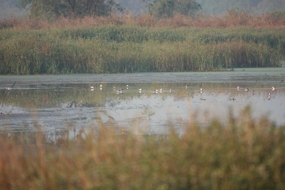 ヨーロッパトウネン - ML646681677