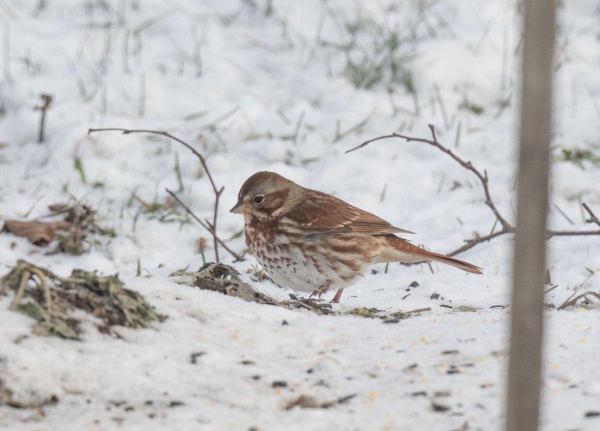 Fox Sparrow - ML646681678