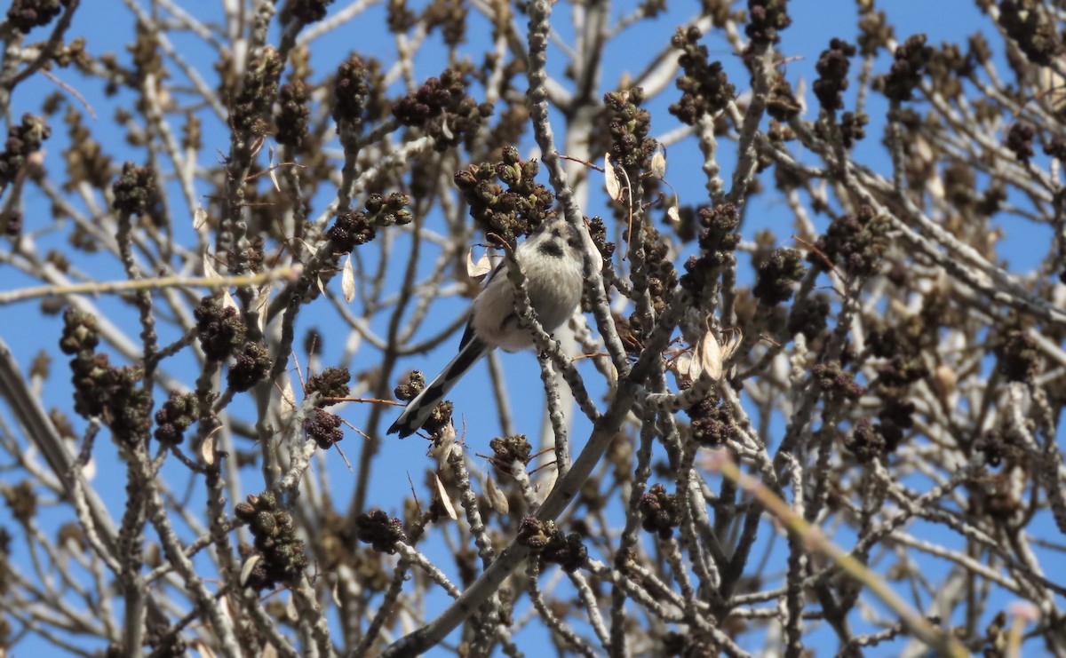 ירגזי זנבתן - ML646681679