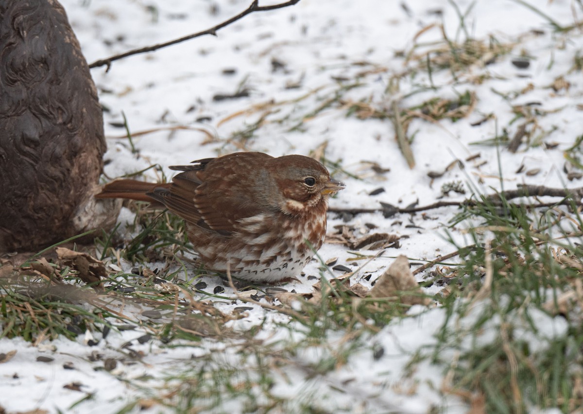 Fox Sparrow - ML646681680