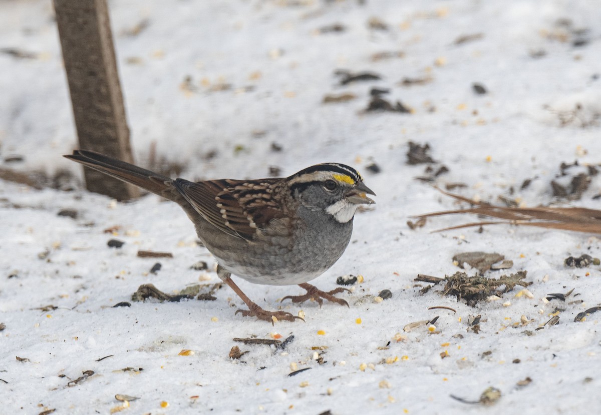 White-throated Sparrow - ML646681682