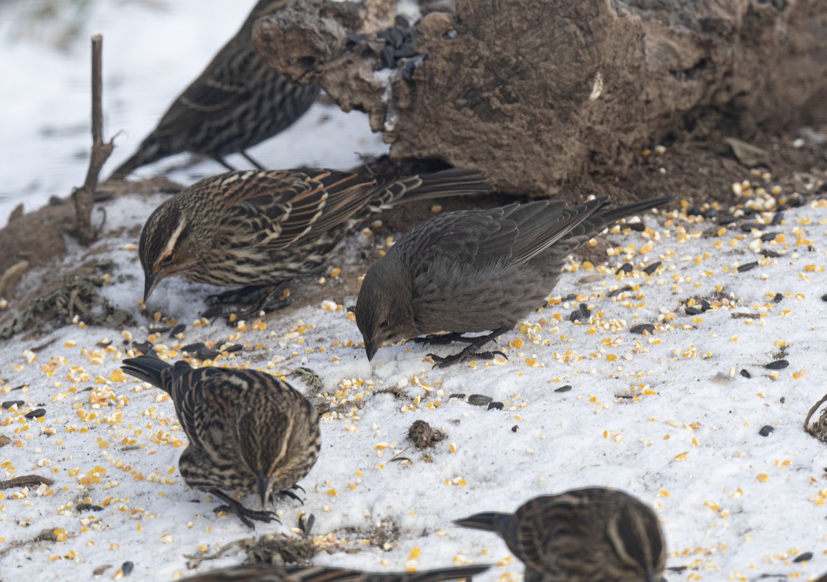 Brown-headed Cowbird - ML646681683