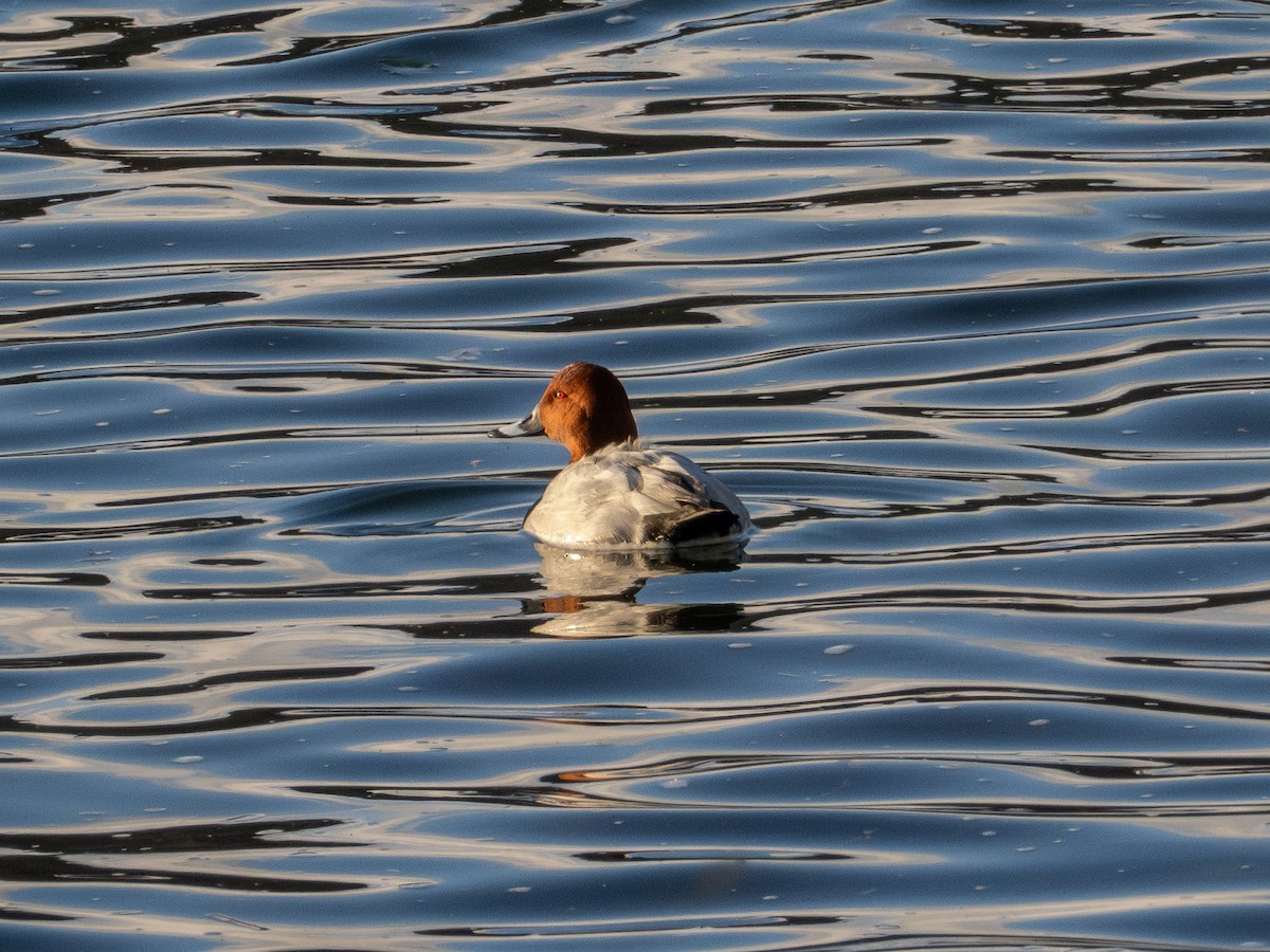 Common Pochard - ML646681684