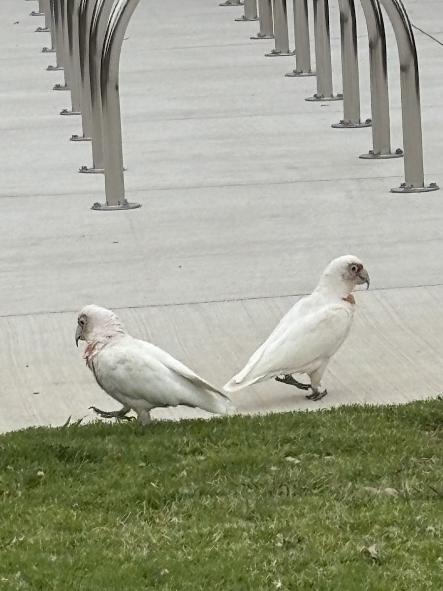 Long-billed Corella - ML646681686