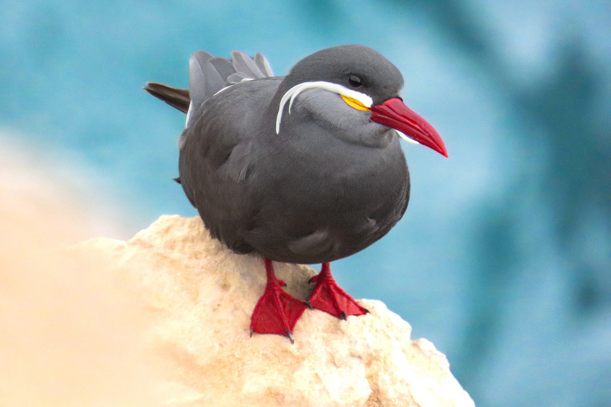 Крячок-інка - ML646681693