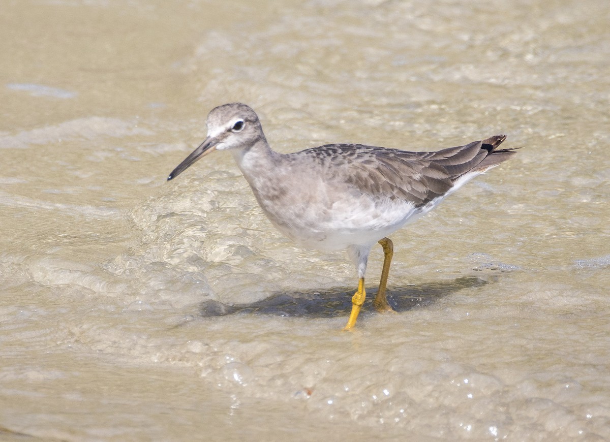 Gray-tailed Tattler - ML646681698