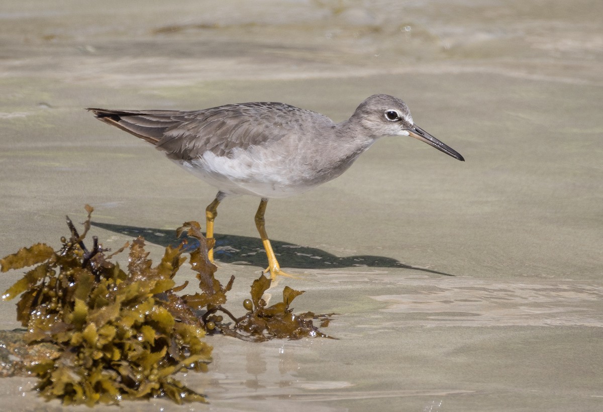 Gray-tailed Tattler - ML646681699
