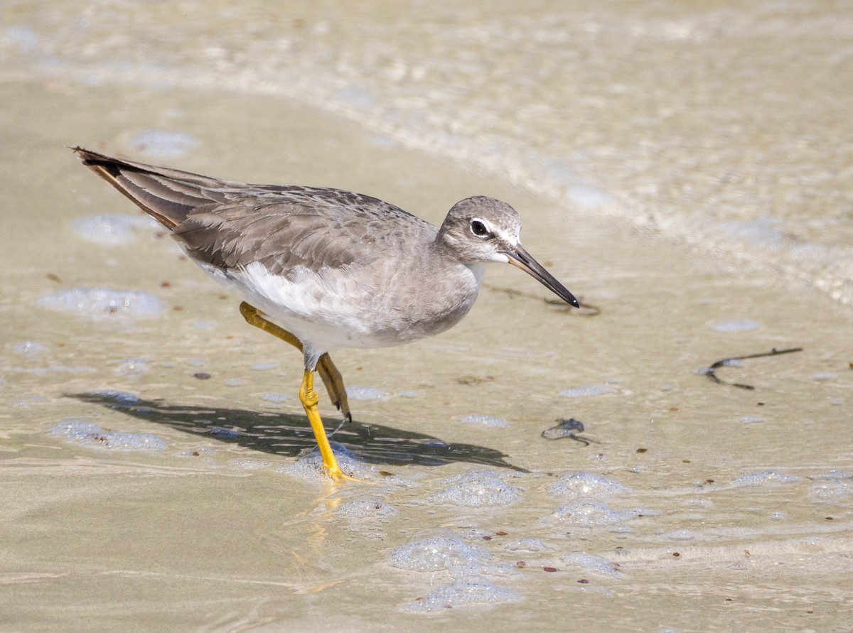 Gray-tailed Tattler - ML646681700