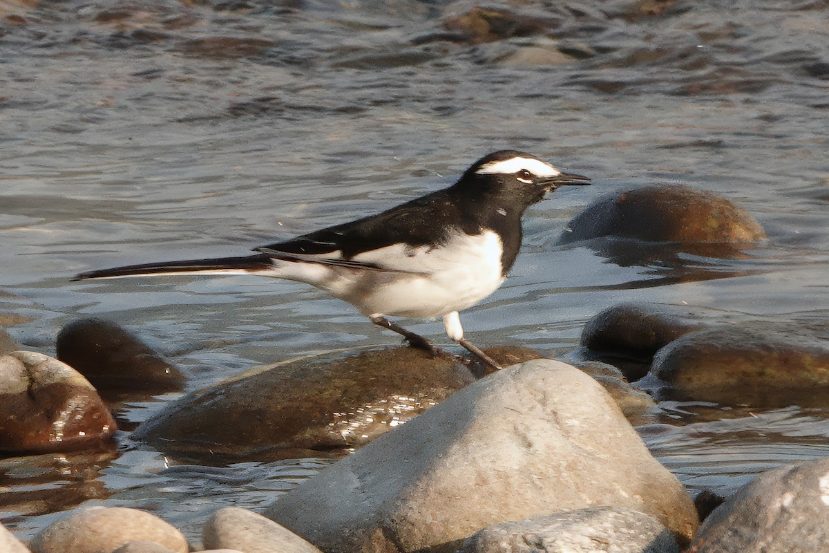 Buztanikara pinto indiarra - ML646681701