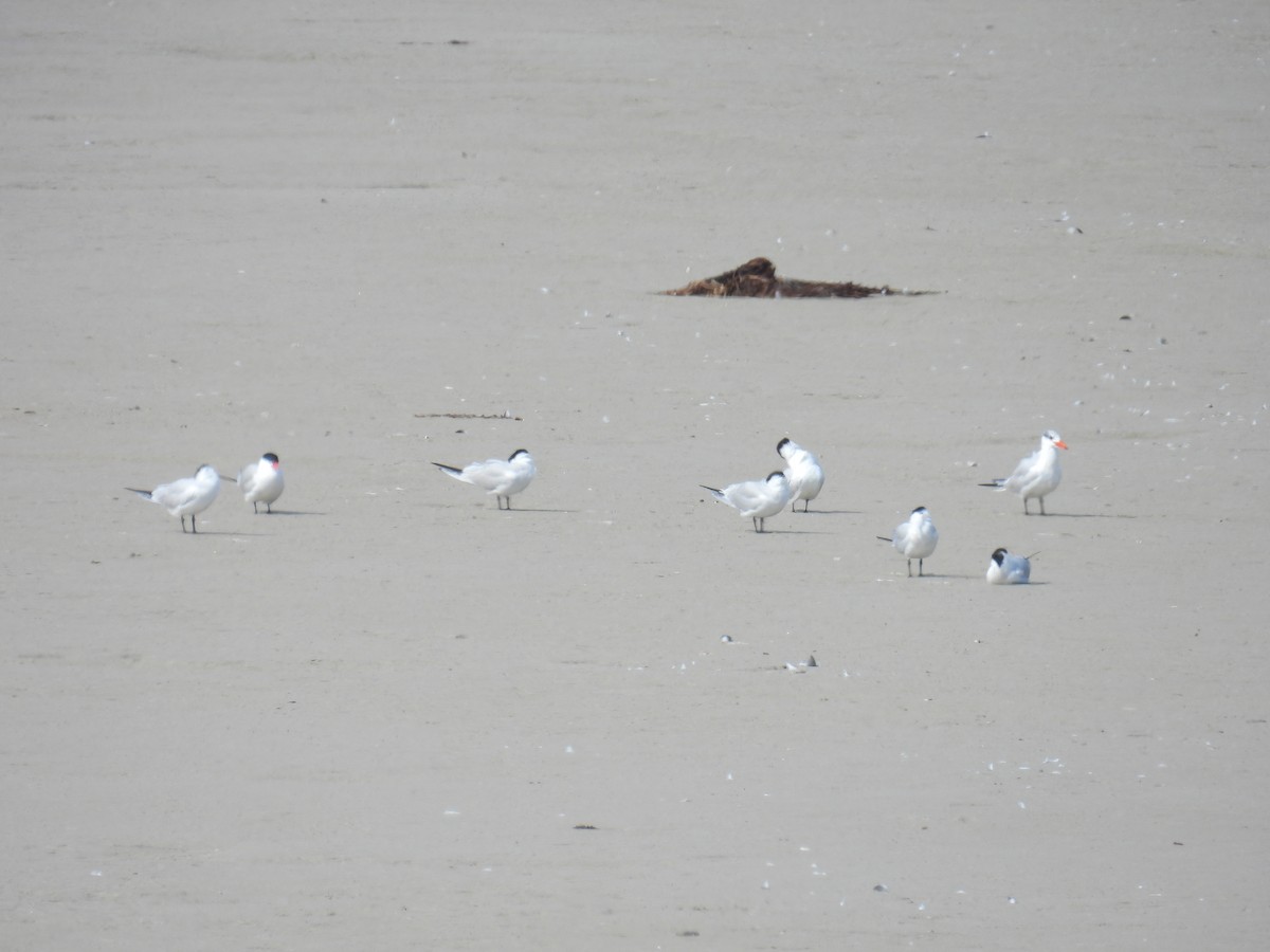 裏海燕鷗 - ML646681702