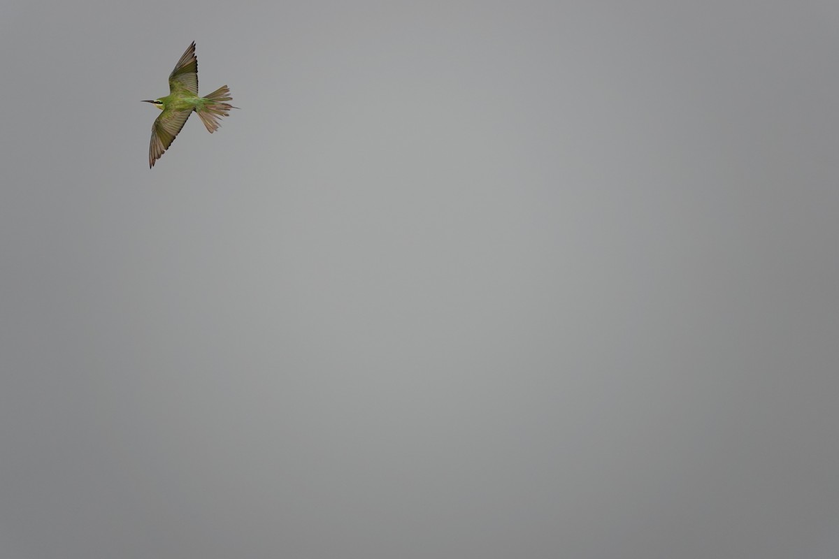 שרקרק ירוק - ML646681703