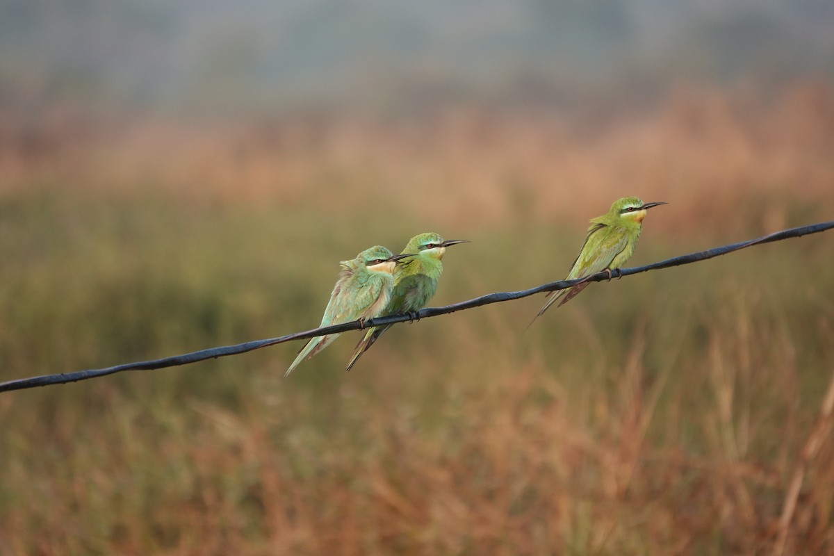 שרקרק ירוק - ML646681706