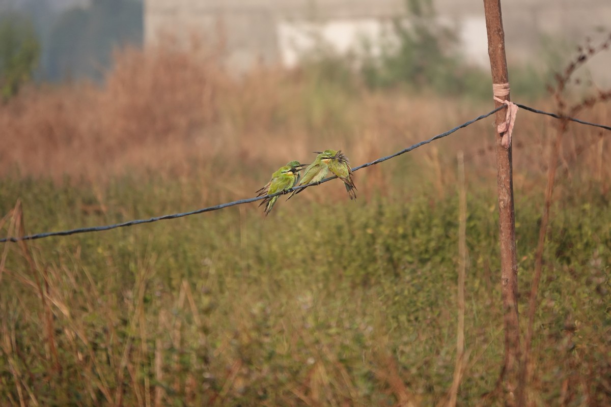 שרקרק ירוק - ML646681707