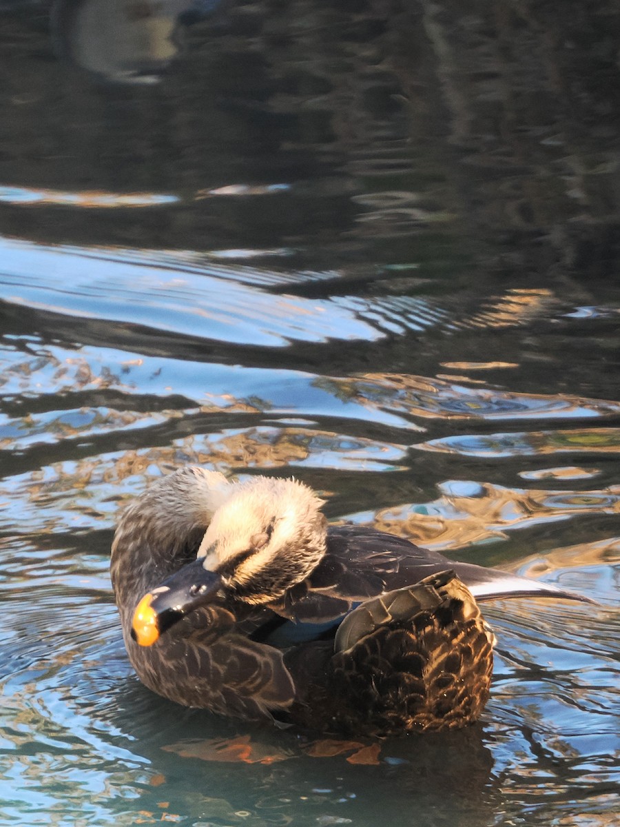 Canard de Chine - ML646681708