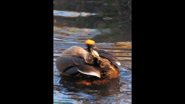 Ánade Picopinto Chino - ML646681709