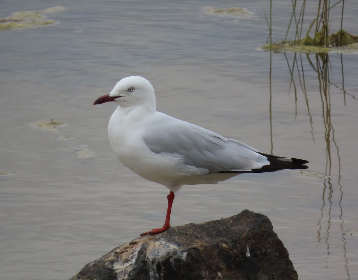 Avustralya Martısı - ML646681710