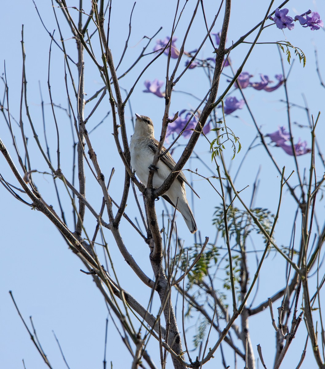 White-winged Triller - ML646681711