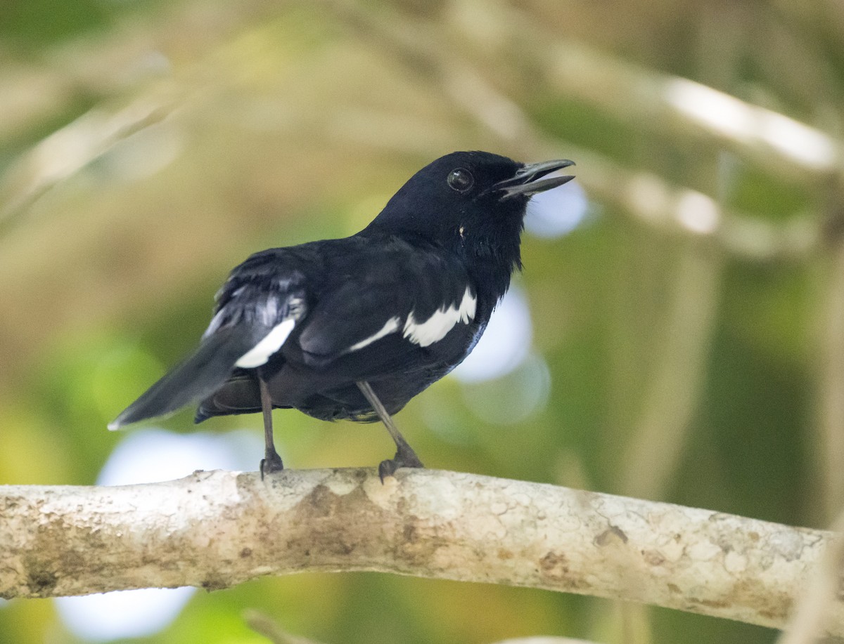 Шама індійська [група amoenus] - ML646681712