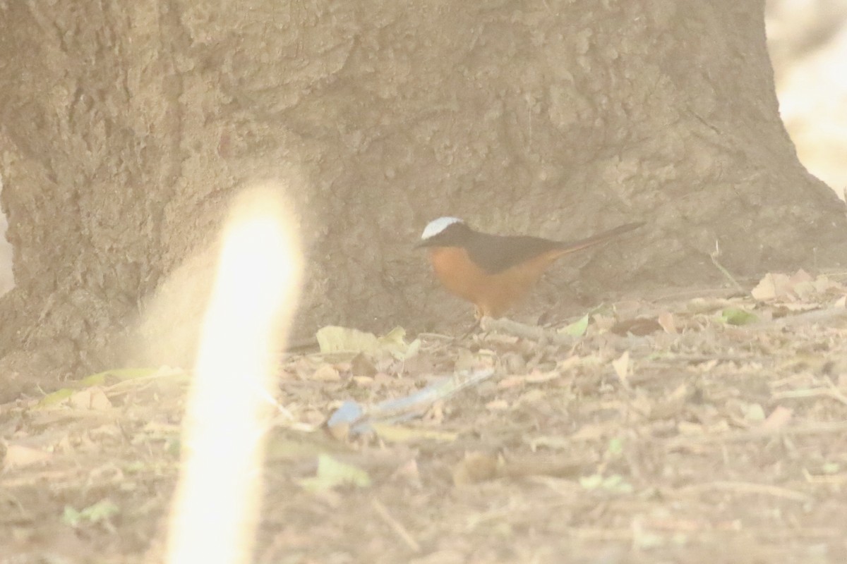 Büyük Ak Başlıklı Kızılca Bülbül - ML646681713