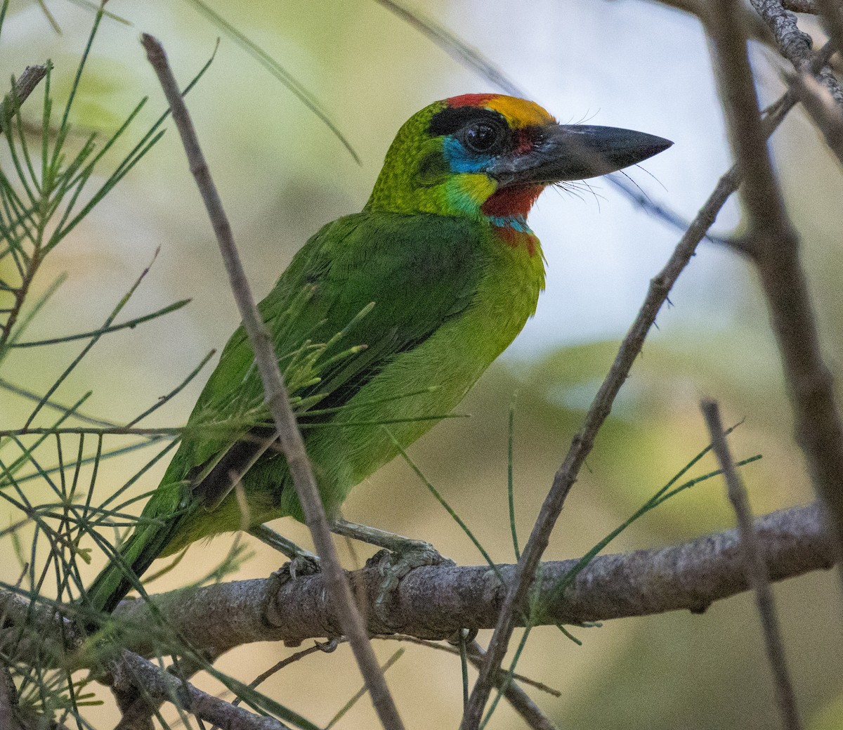 Бородастик червоногорлий - ML646681715