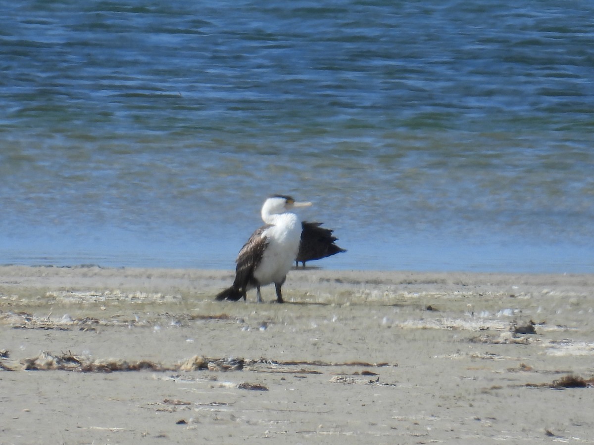 Pied Cormorant - ML646681721