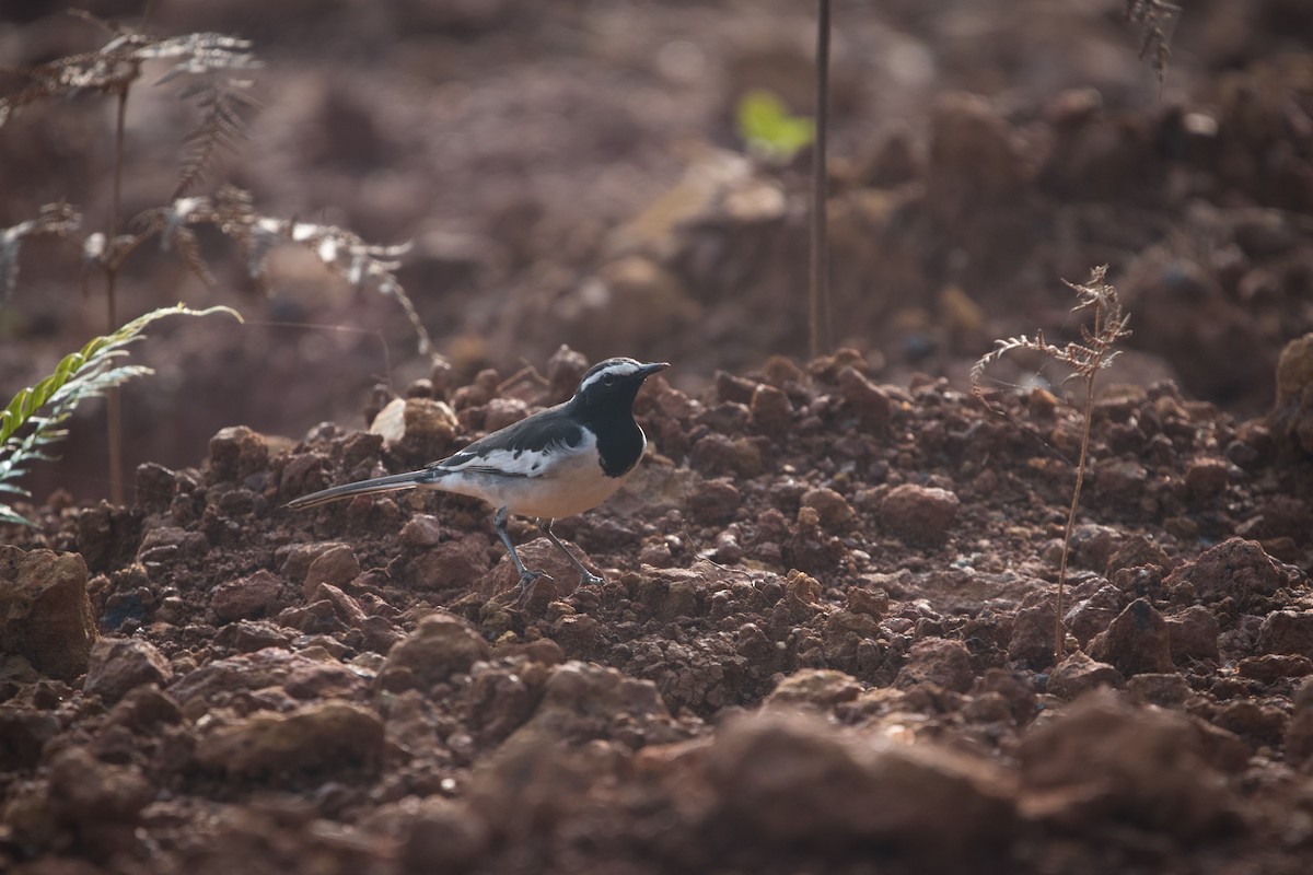 White-browed Wagtail - ML646681722