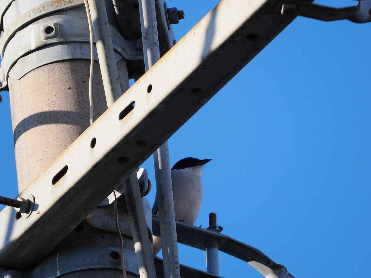 Pie-bleue à calotte noire - ML646681723