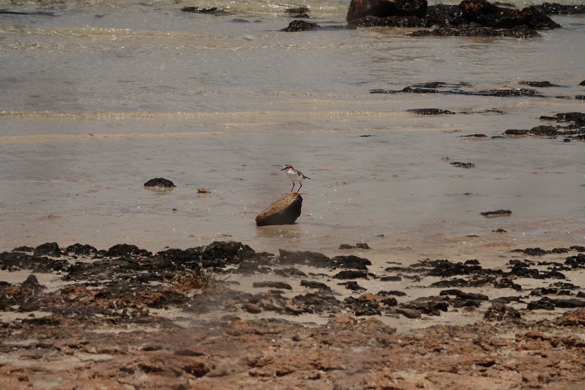 חופמי אדום-כיפה - ML646681724