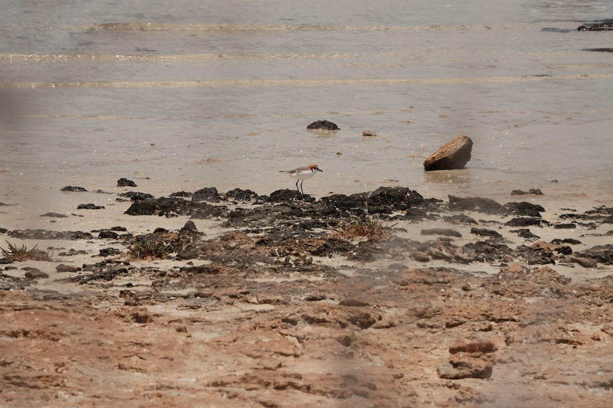 חופמי אדום-כיפה - ML646681725