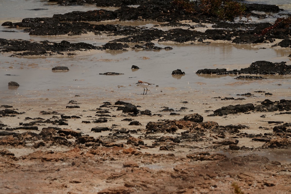 חופמי אדום-כיפה - ML646681726