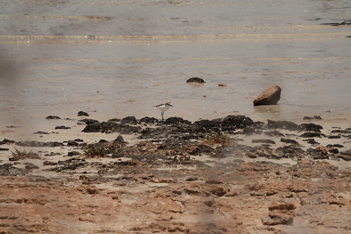 חופמי אדום-כיפה - ML646681727