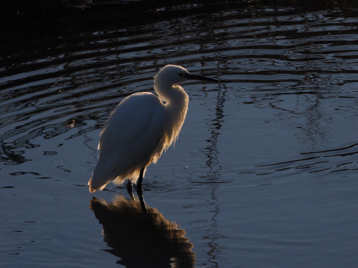 Aigrette garzette - ML646681730