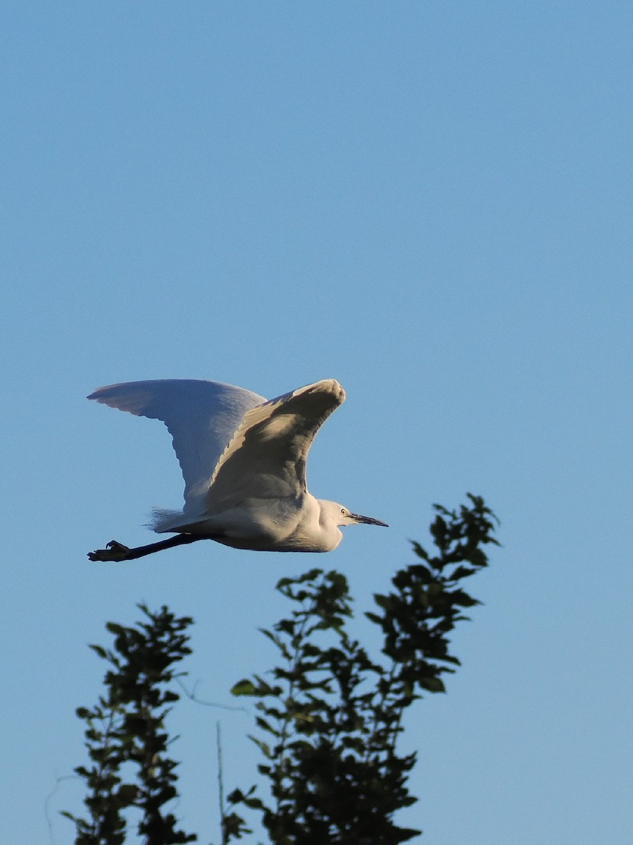 Aigrette garzette - ML646681731