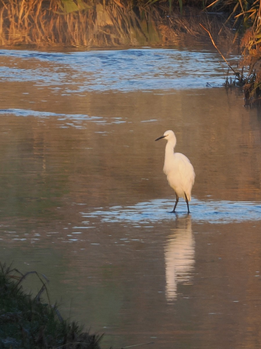 Aigrette garzette - ML646681732