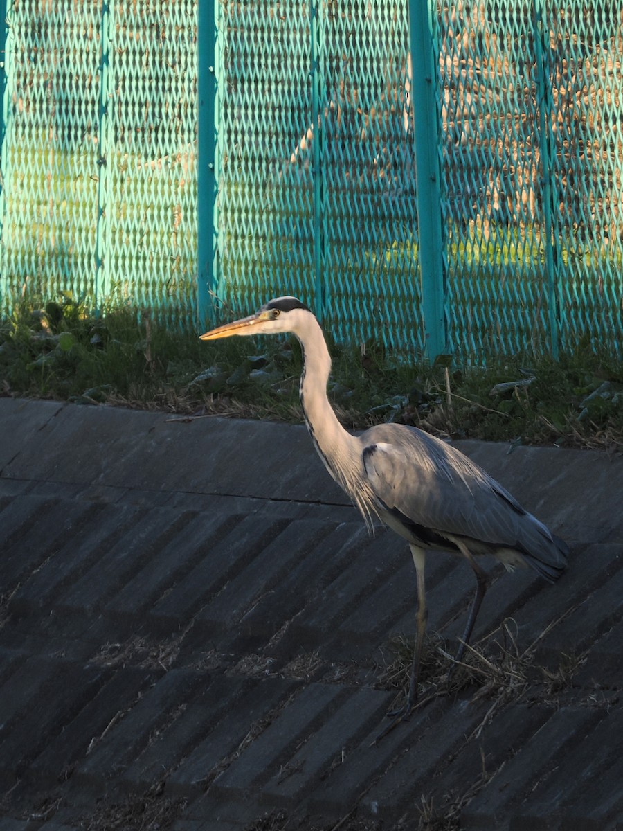 Héron cendré - ML646681735