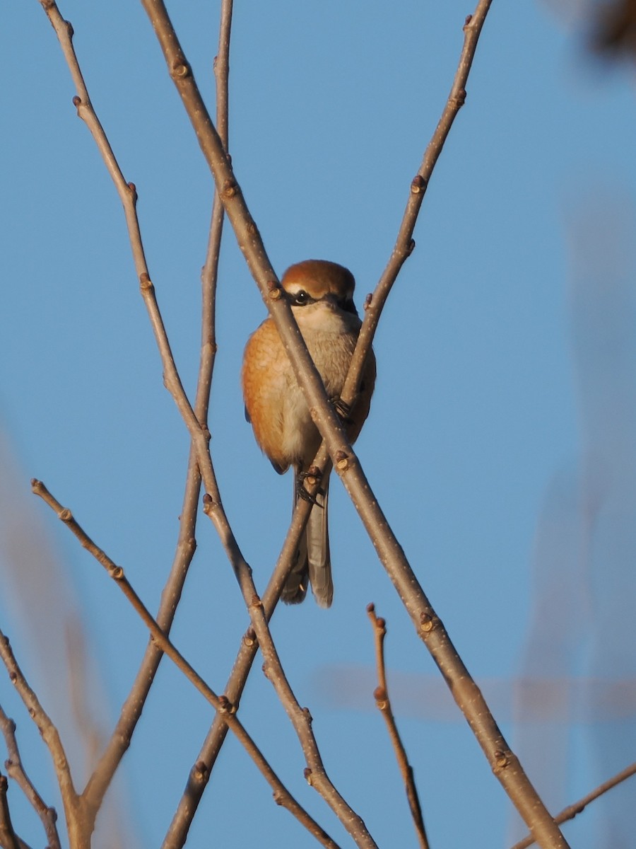 Pie-grièche bucéphale - ML646681739