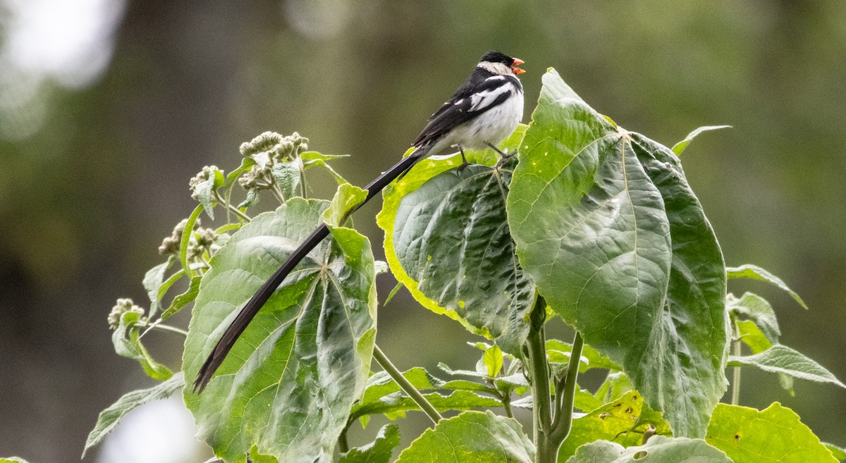 針尾維達雀 - ML646681741