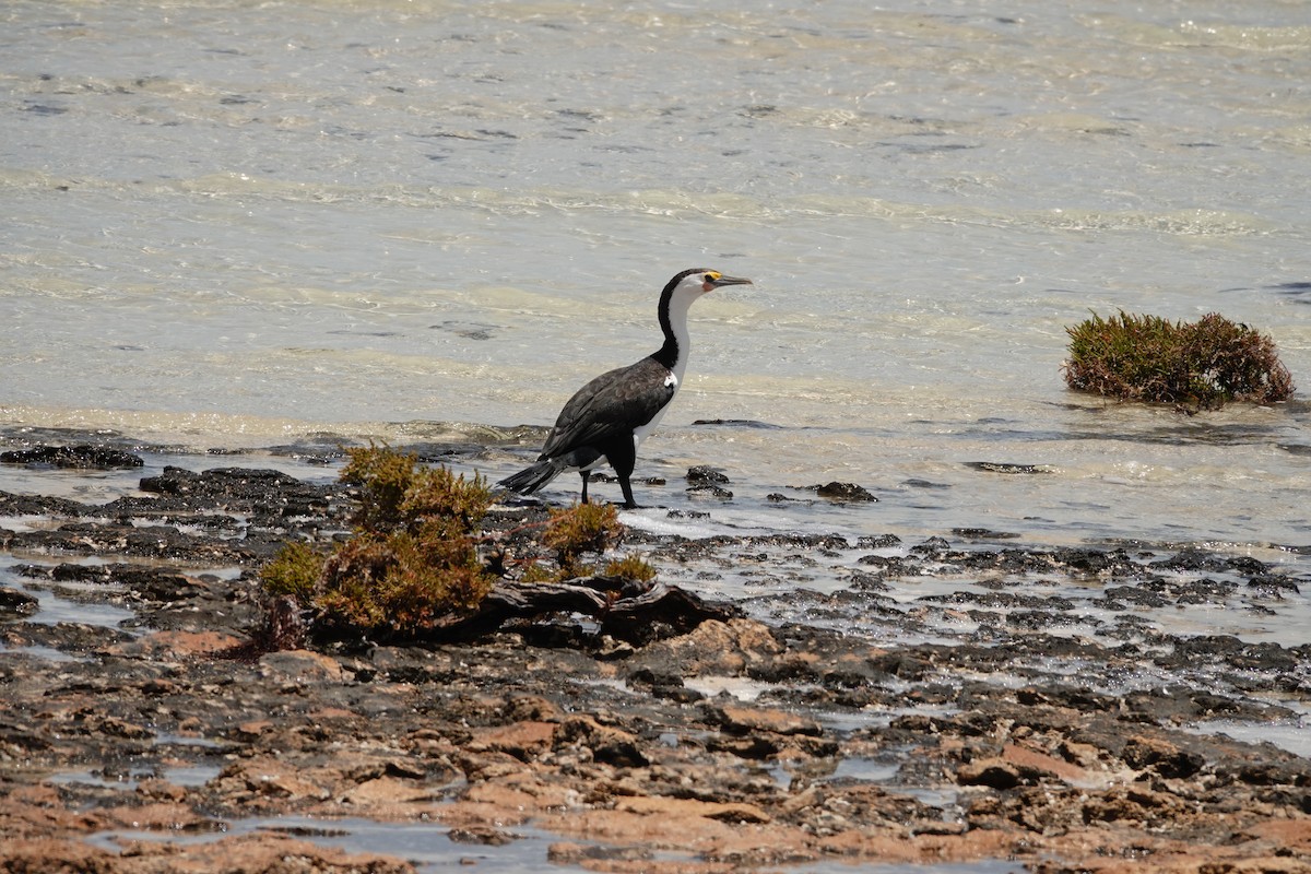 Pied Cormorant - ML646681742