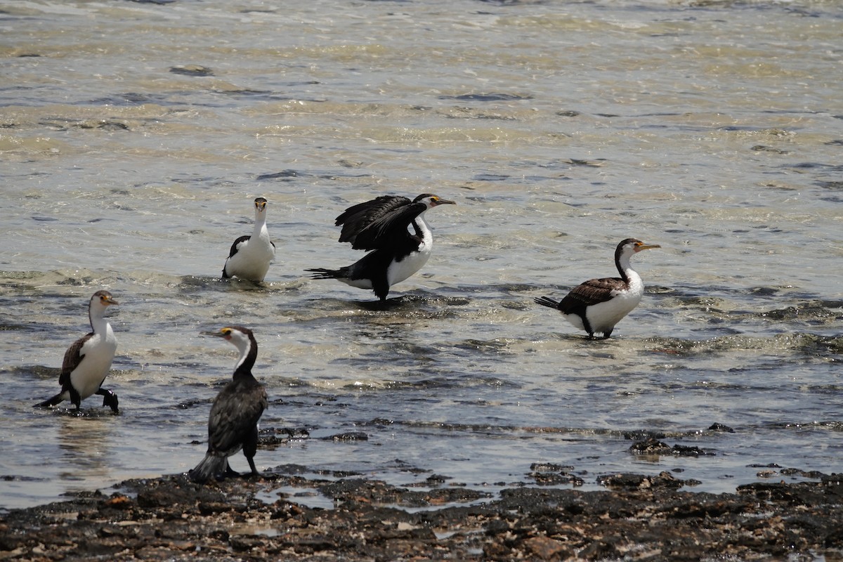 Pied Cormorant - ML646681743
