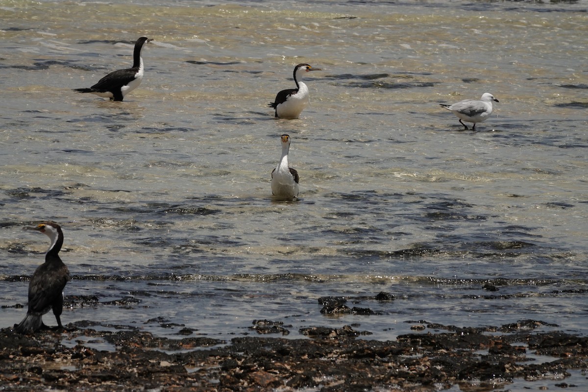 Pied Cormorant - ML646681744