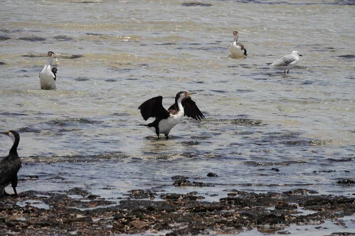 Pied Cormorant - ML646681745