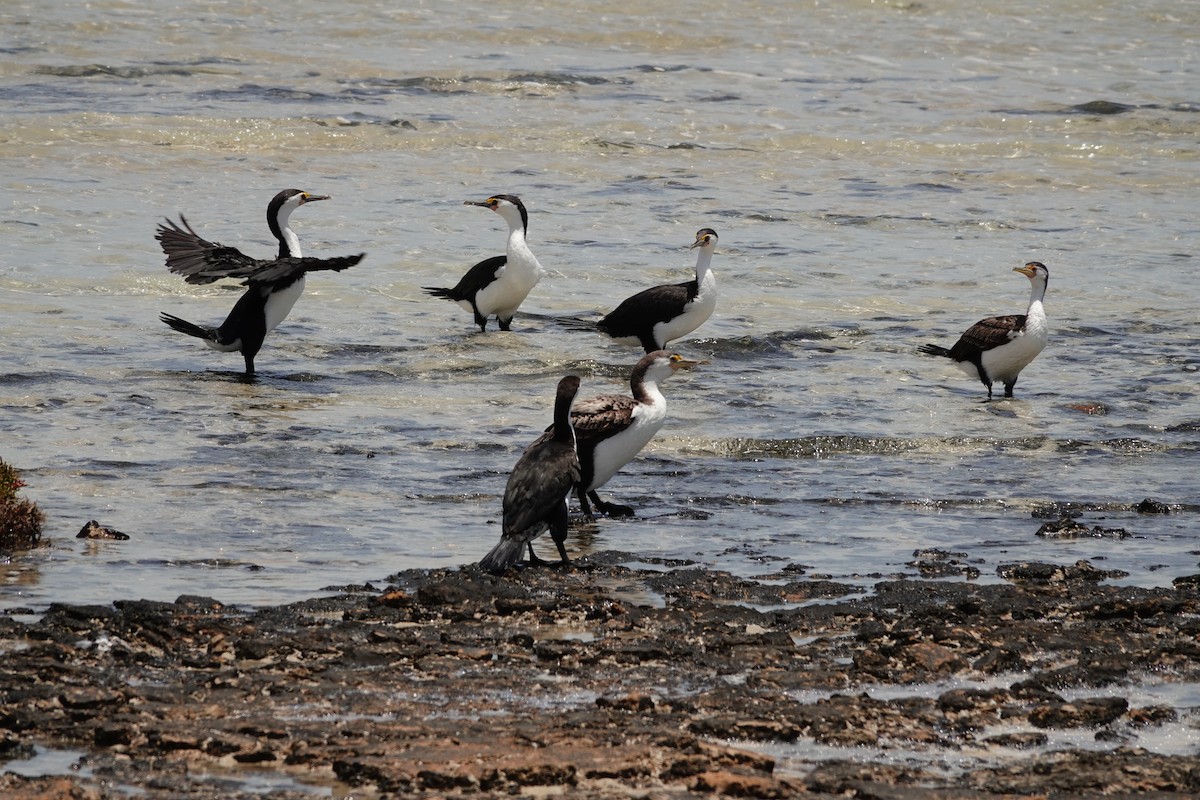 Pied Cormorant - ML646681746