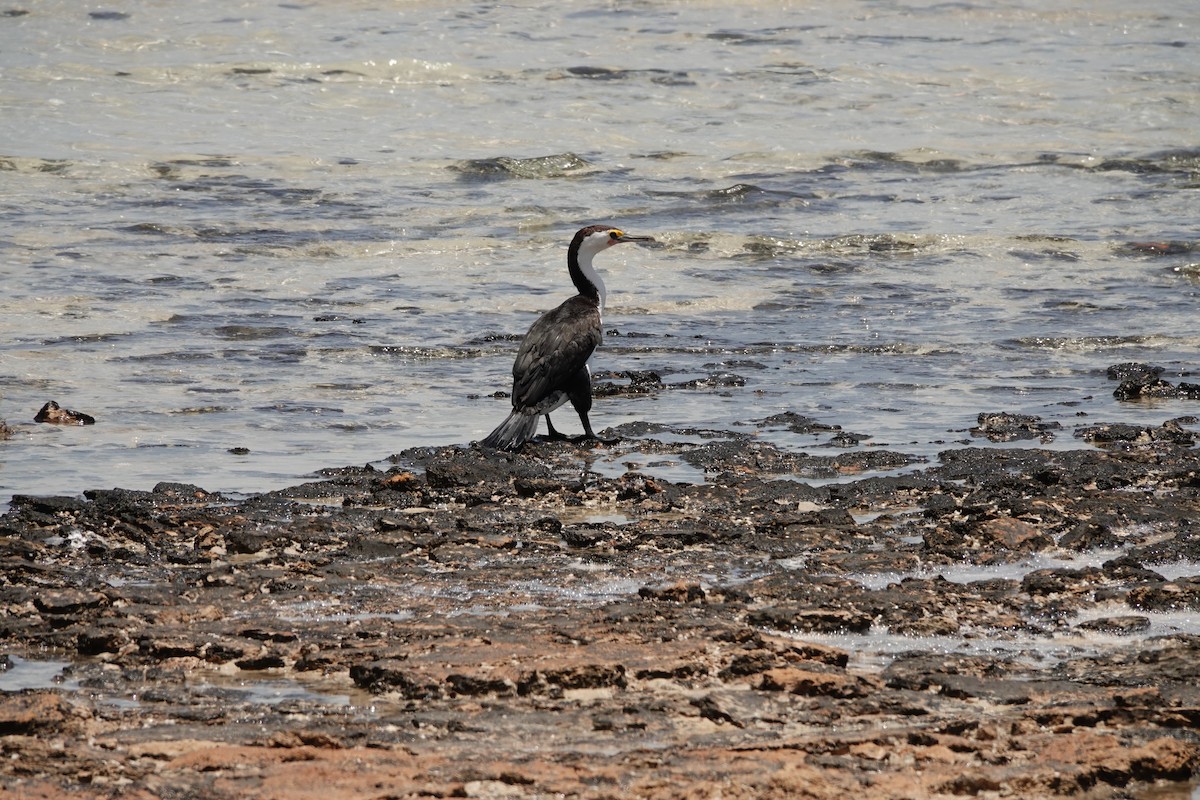 Pied Cormorant - ML646681747