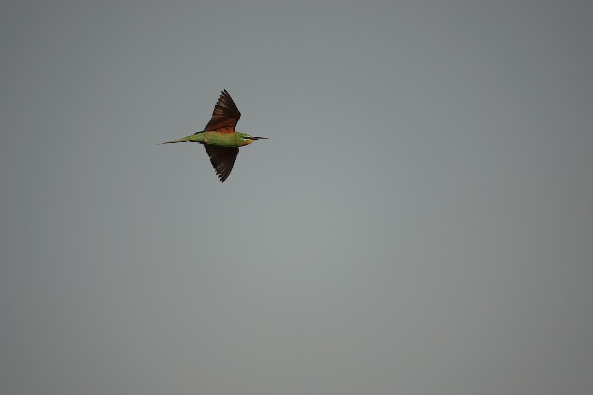 שרקרק ירוק - ML646681755