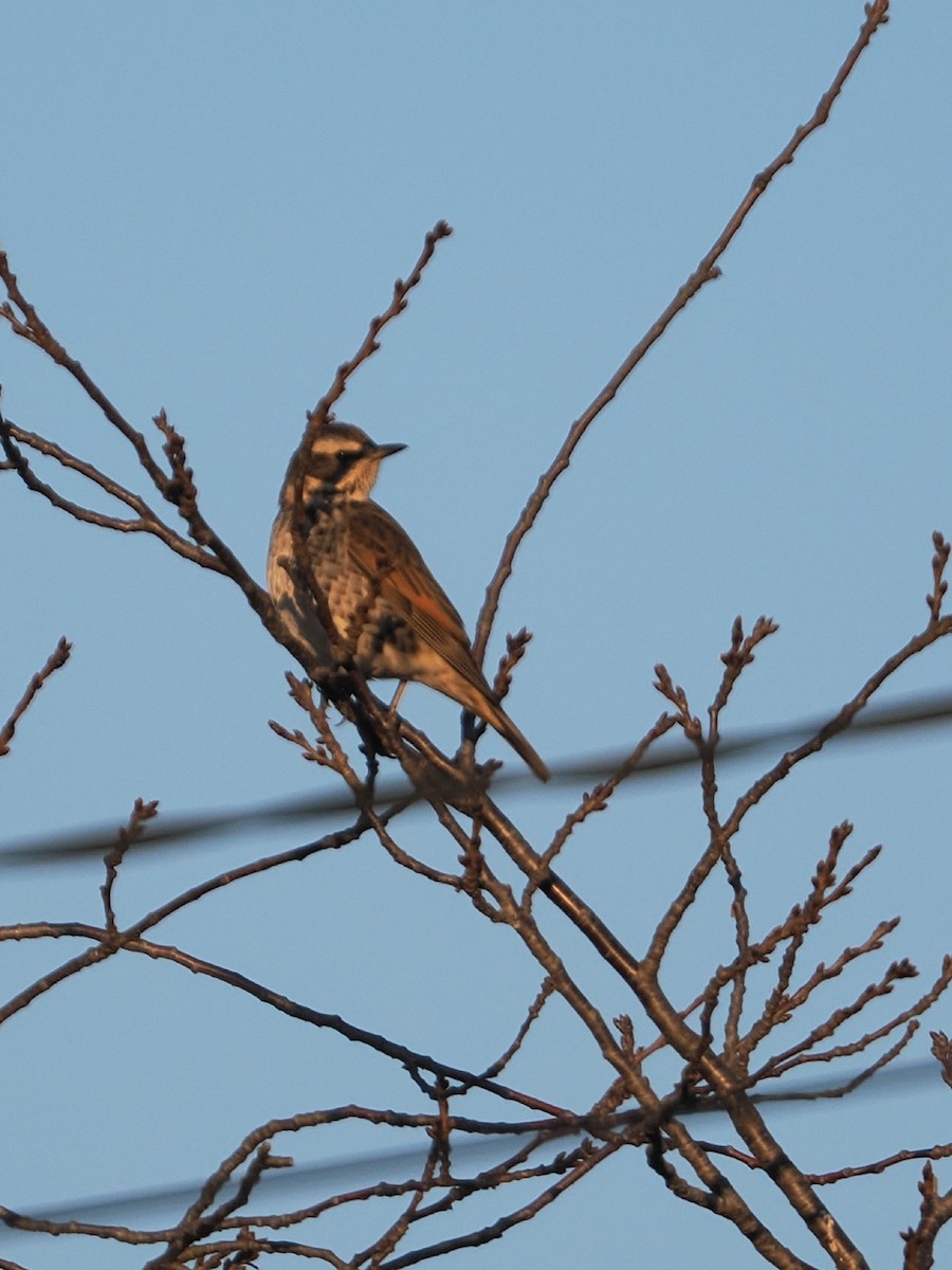 svartflekktrost - ML646681758